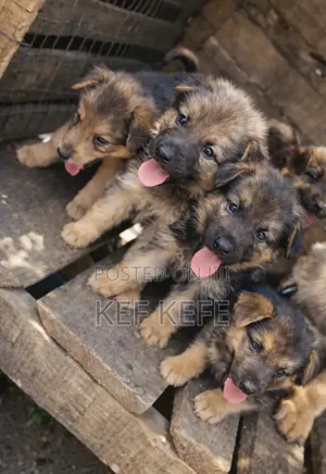 1-3 months Female Purebred German Shepherd