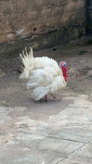 Full Grown Male Turkey Fo Sale