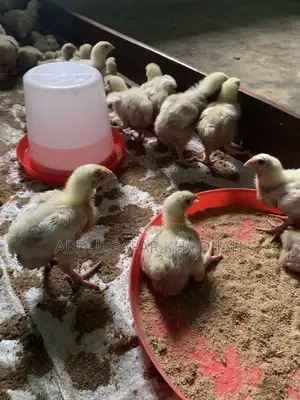 50 Broiler Chickens for Sale – Farmby_tito
