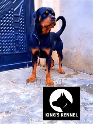 1+ year Male Purebred Rottweiler