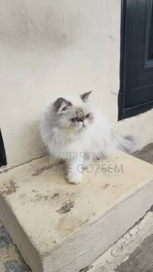 6-12 months Female Purebred Persian