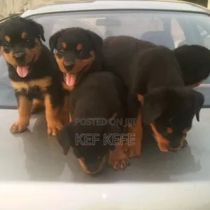 1-3 months Female Purebred Rottweiler