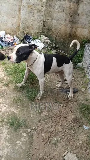 6-12 months Male Purebred American Pit Bull Terrier