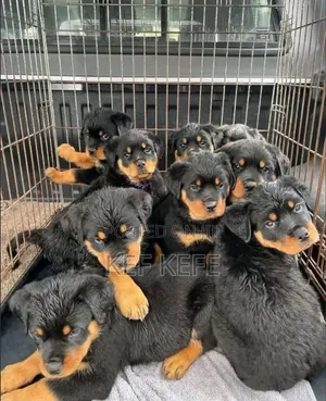 1-3 months Female Purebred Rottweiler