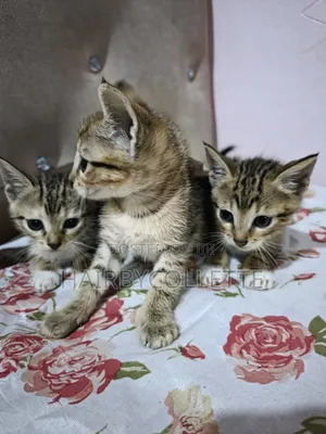 1-3 months Male Mixed Breed American Shorthair