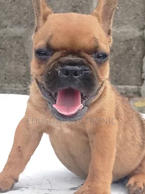 1-3 months Female Purebred French Bulldog