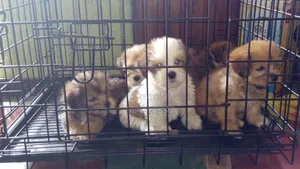 1-3 months Female Purebred Lhasa Apso