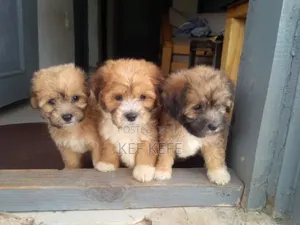 1-3 months Female Purebred Lhasa Apso