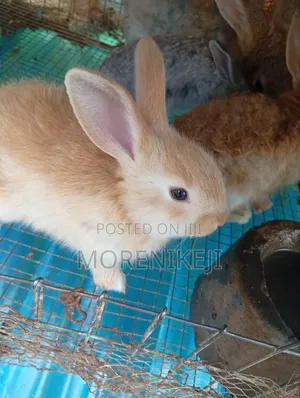 Rabbits for Sales