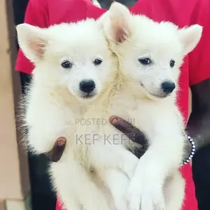 1-3 months Female Purebred American Eskimo