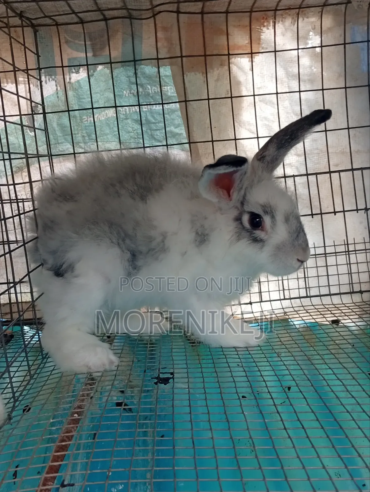 Rabbit for Sale