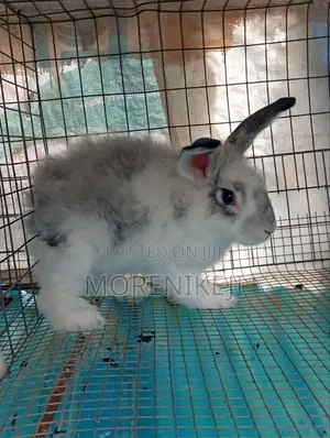 Rabbit for Sale
