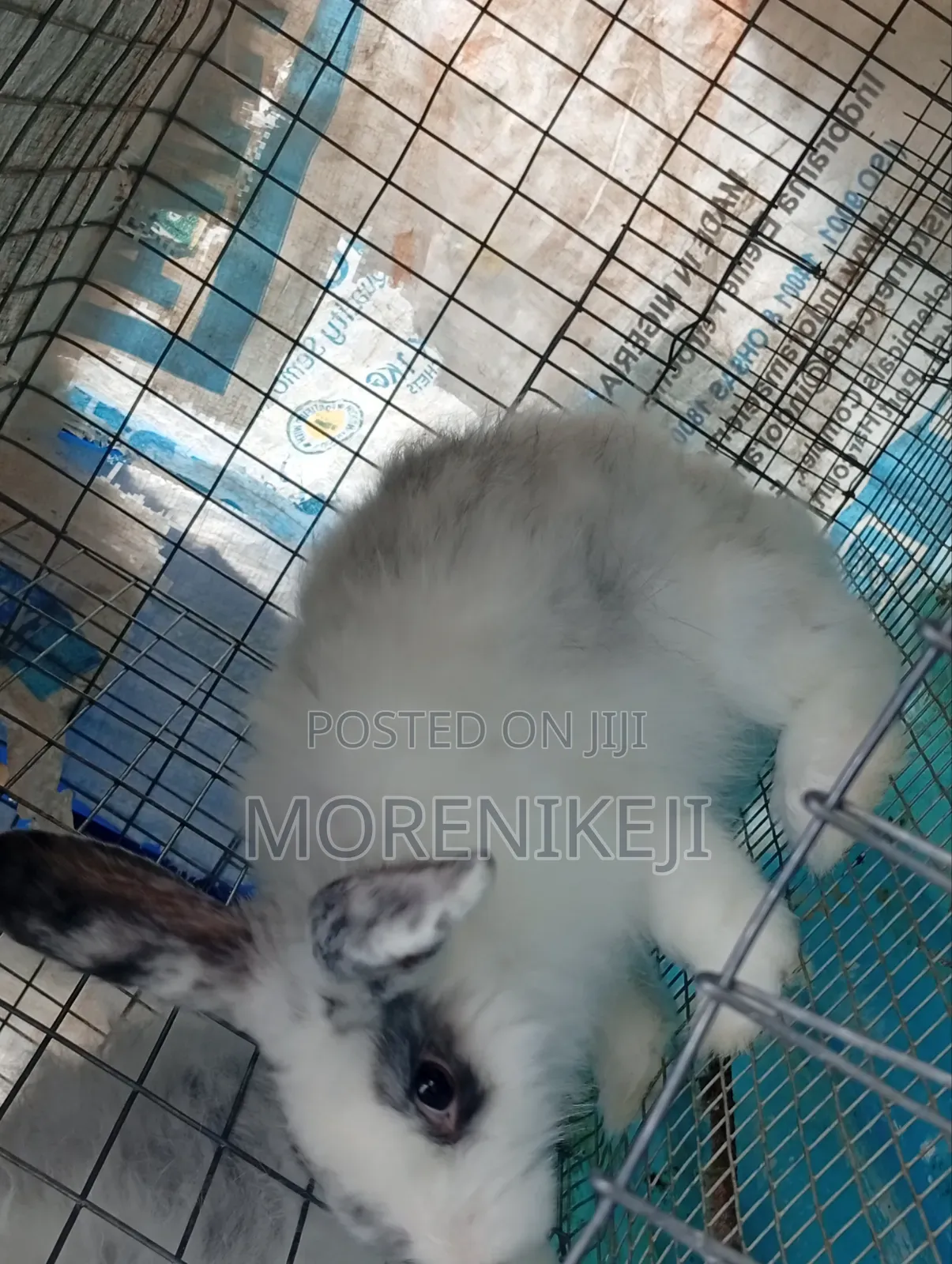 Rabbit for Sale