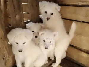1-3 months Female Purebred American Eskimo