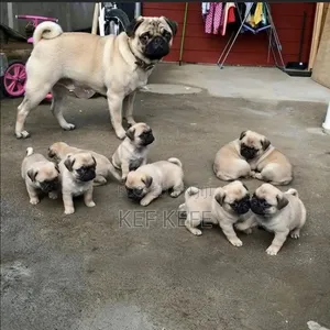 1-3 months Female Purebred Pug