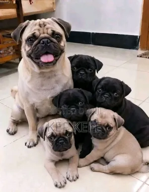 1-3 months Female Purebred Pug