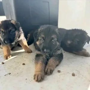 1-3 months Female Purebred German Shepherd