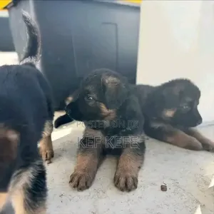 1-3 months Female Purebred German Shepherd