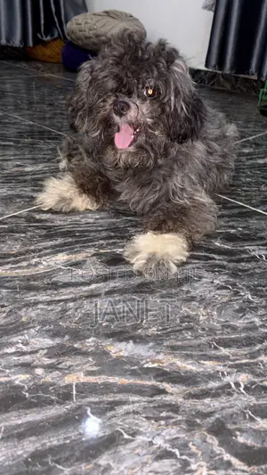 1+ year Female Purebred Lhasa Apso