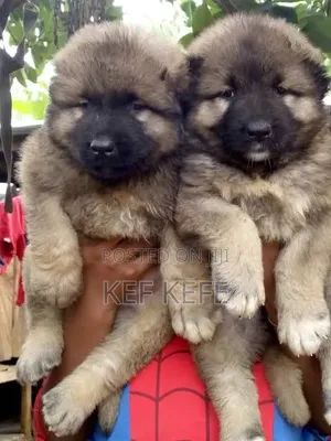 1-3 months Female Purebred Caucasian Shepherd