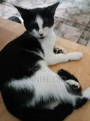 3-6 months Female Mixed Breed Cat