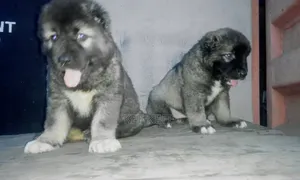 1-3 months Female Purebred Caucasian Shepherd