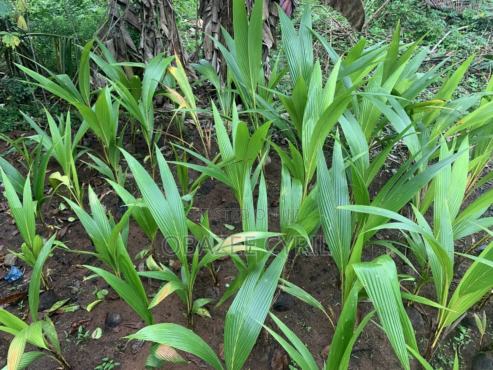 Coconut Seedlings Ready for Delivery in Bulk