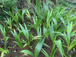 Coconut Seedlings Ready for Delivery in Bulk