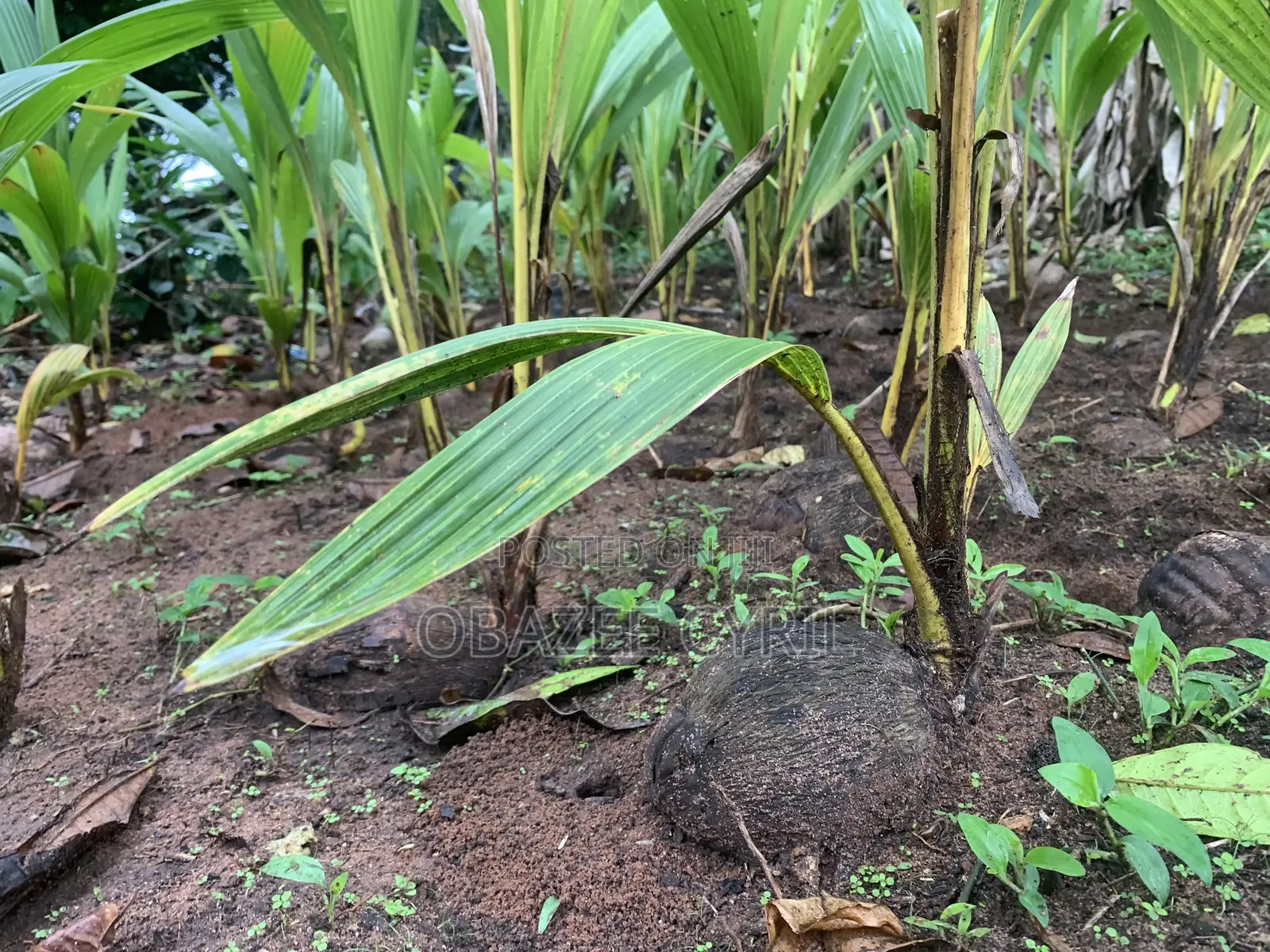 Coconut Seedlings Ready for Delivery in Bulk