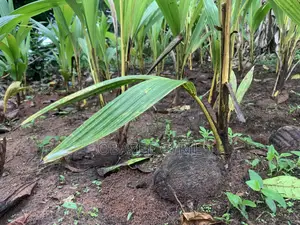 Coconut Seedlings Ready for Delivery in Bulk