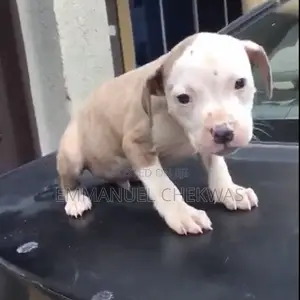 1-3 months Male Purebred American Pit Bull Terrier