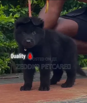 1-3 months Male Purebred German Shepherd