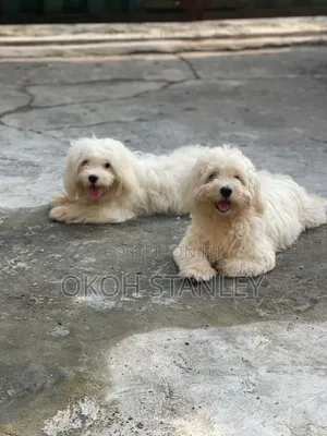 1-3 months Male Purebred Lhasa Apso