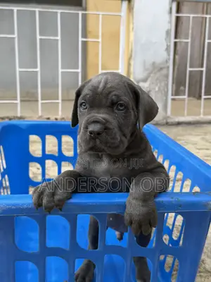0-1 month Male Purebred Cane Corso