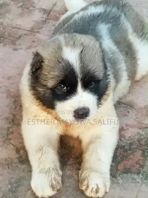 1-3 months Male Purebred Caucasian Shepherd