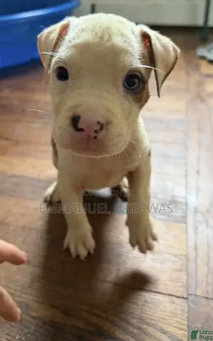 1-3 months Male Purebred American Pit Bull Terrier