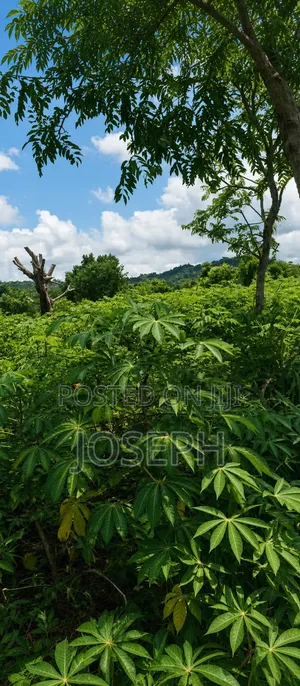 Plots of Land