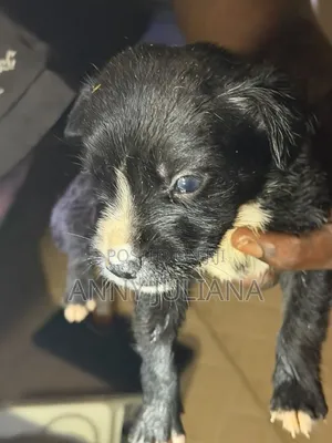 0-1 month Female Purebred American Pit Bull Terrier