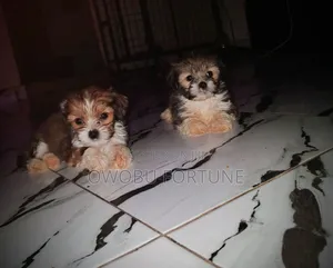 0-1 month Female Purebred Shih Tzu