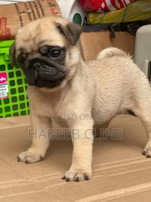 0-1 month Male Purebred Pug