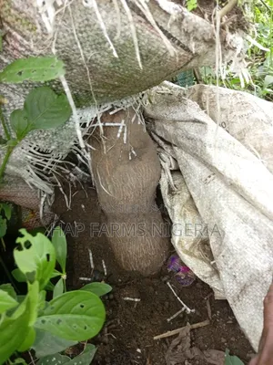 Online Smart Farming Training