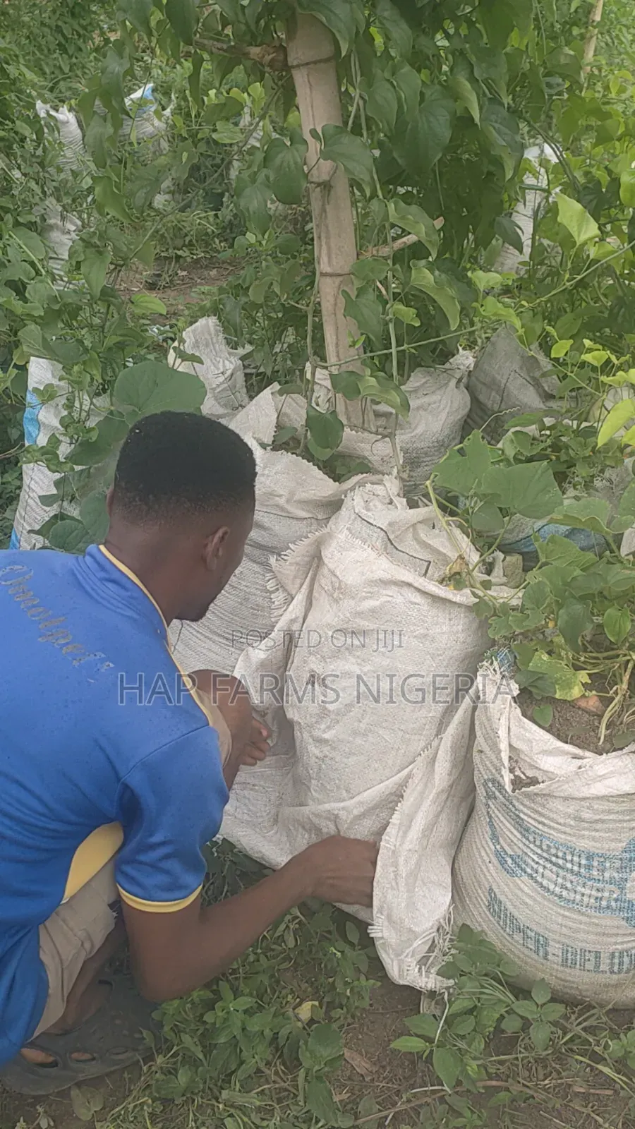 Online Smart Farming Training