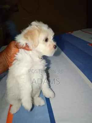 1-3 months Female Purebred Lhasa Apso