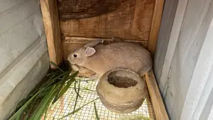 Other Animals