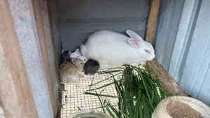 Other Animals