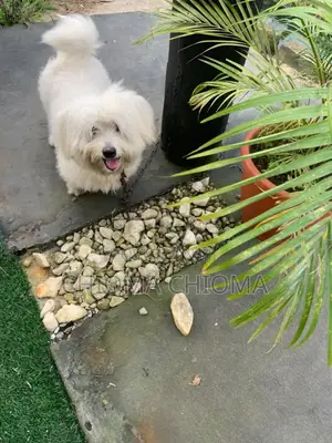 6-12 months Male Purebred Lhasa Apso