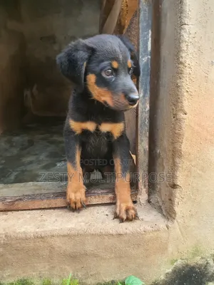 1-3 months Female Purebred Rottweiler
