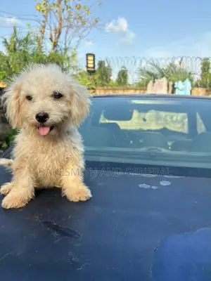 1-3 months Male Purebred Lhasa Apso