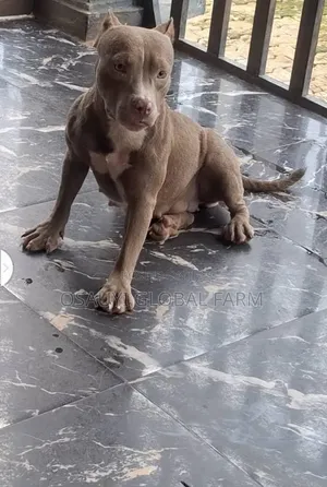 1+ year Female Purebred American Bully