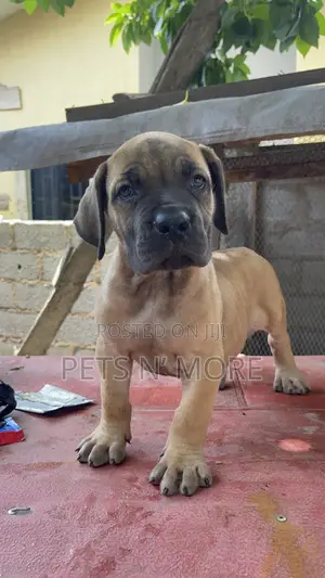 1-3 months Female Purebred Boerboel